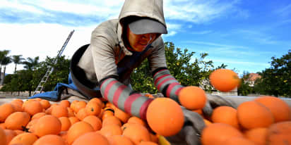 Disease, drought and alternative fruits: The orange juice industry is in crisis